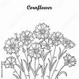 Bleuet Fiordaliso Centaurea Knapweed Cornflower Mazzo Germoglio Profilo Foglia Fiore Bouquet Dans Contour sketch template