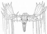 Skull Moose Muntjac Buck Skulls sketch template