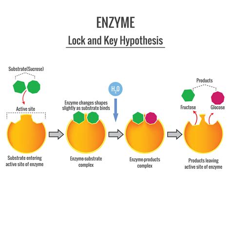 lock  key mechanism  enzyme action  substrate