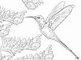 Hummingbird Coloring Pages Printable Bird Humming Swallow Drawing Tail Hummingbirds Flowers Birds Easy Kids Step Colouring Realistic Drawings Getdrawings sketch template