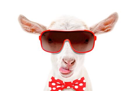 Portrait Of Funny White Goat In A Sunglasses And Bow Tie