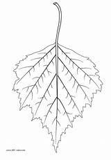Birch Leaf Clipart Tree Coloring Template Tattoo Leaves Clipground Sketch Color Tattoos Choose Board Designs sketch template