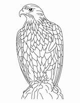 Flying Eagles Coloring Drawing Eagle Getdrawings sketch template