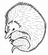 Echidna Coloring Pages Color Animal Animals 75kb 607px Drawings Back Book sketch template