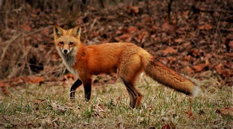 red foxes local sports