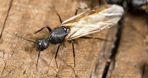 whats  destructive  carpenter ant   termite