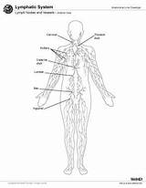 Lymphatic System Functions Lymph Anatomy Nodes Two Vessels Anterior Main Gross Other sketch template