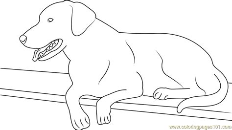 dog black labrador coloring page  dog coloring pages