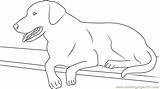 Labrador Kleurplaat Labradoodle Hond Coloringpages101 Designlooter sketch template