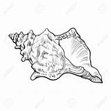 Shell Conch Drawing Vector Sketch Illustration Sea Snail Simple Spiral Realistic Hand Background Isolated Style Getdrawings Draw Saltwater Tattoo Choose sketch template
