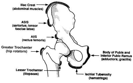 anterior superior iliac spine asis avulsion knee sports