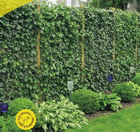 ivy panels  instant screening garden screening green facade ivy wall