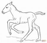 Coloring Foal Pages Drawing Draw Horses Foals Horse Step Cute Running Printable Supercoloring Tutorials Colouring Drawings Popular Coloringhome sketch template