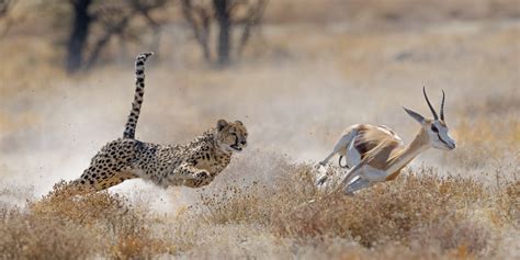 fast  indias plan  reintroduce cheetahs  run  problems