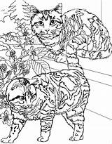 Coloriage Dessin Chatons Marches Tigres Imprimer Relaxation Gatti Colorier Greluche Tresor Momes Erwachsene sketch template