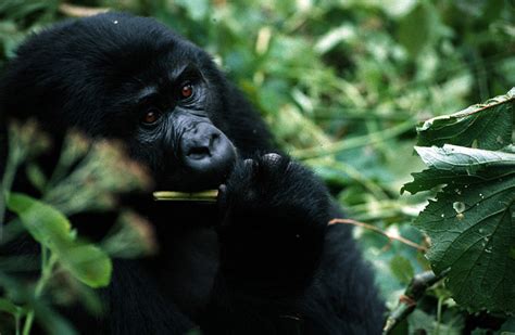 Protein Rich Diet Helps Gorillas Keep Lean The New York Times
