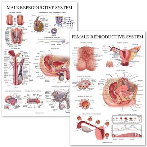 Male And Female Reproductive System Anatomical Charts Anatomy Posters