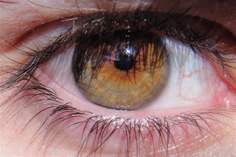 hazel eyes olhos olho humano olhos verdes