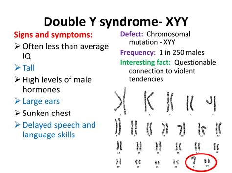 ppt karyotype and chromosomal mutation notes powerpoint