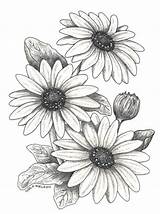 Flower Drawings Beginners Easy Daisy Osteospermum Asti Flowers Drawing Draw Plant Beautiful F1 Blue sketch template