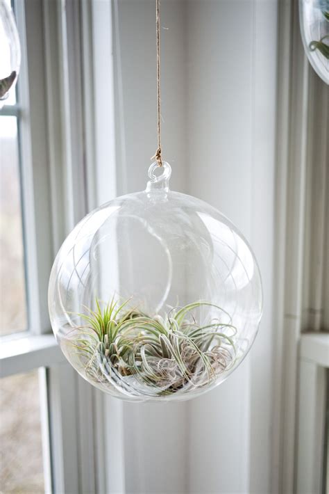 hanging glass globe terrariums for air plants and succulents