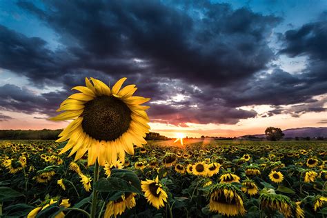 field  sunflowers  sunset nature  creative market