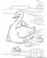 Coloring Pages Animal Farm Duck Ducks Animals Pond Kids Printable Print Sheet Honkingdonkey sketch template
