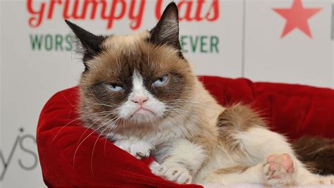 Grumpy Cat Blank Template Imgflip