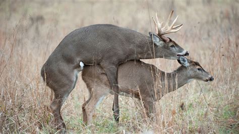 What I Ve Learned Watching Deer Have Sex Meateater Hunting