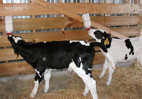 dairy farming  feed management