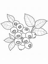 Blueberries Coloring Pages Print sketch template