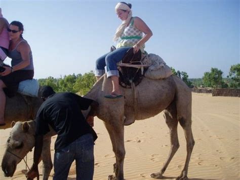 Getting Up On A Camel Is Harder Than You D Think Photo