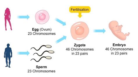 reproduction types  sexual reproduction conjugation reproduction  sexual gametes