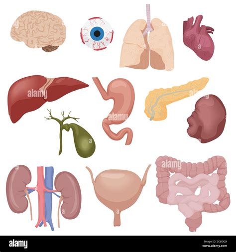 herz biologie anatomie organe fotos und bildmaterial  hoher