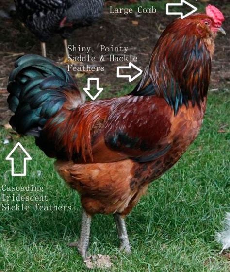 natural chicken keeping gender bender how to sex easter