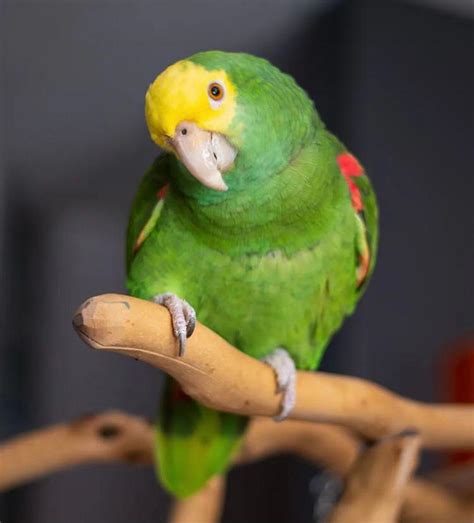 amazon parrot  sale buy parrots  mika birds farm