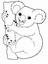 Koala Coloring Pages Print Recommended Color sketch template