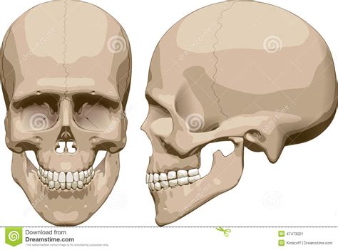 Male Skull Gallery