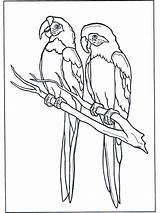 Parrots Two Coloring Pages Funnycoloring Birds Advertisement sketch template
