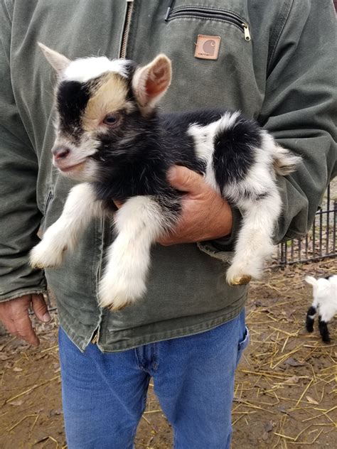 baby miniature goat