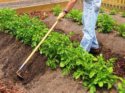 guide  growing potatoes greenmylife   garden