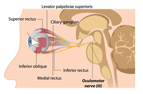 oculomotor nerve anatomy function   nerve palsy