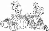 Pumpkin Vine Coloring Plant Drawing Vines Pages Fall Color Sheet Pumpkins Garden Leaf Sheets Halloween Kids Thanksgiving Printable Getdrawings Autumn sketch template