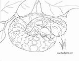 Python Rattlesnake Anaconda Diamondback Snakes Designlooter Serpent Nuclear Escolha sketch template