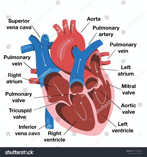 human heart diagram images stock  vectors shutterstock