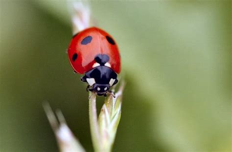 fuchsiastars lunarnotes ladybug wisdom