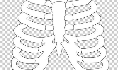 skeleton rib cage clipart pic county