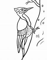 Pages Woodpecker Blown Ausmalbild Ausmalbilder sketch template