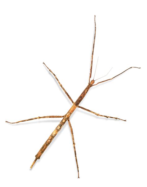 stick insect facts stick insects  kids dk find