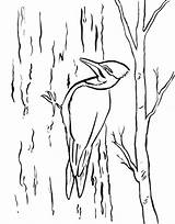 Woodpecker Coloring Pages Printable Drawing Sheet Template Getdrawings Pileated Getcolorings Samanthasbell Birds Reference sketch template